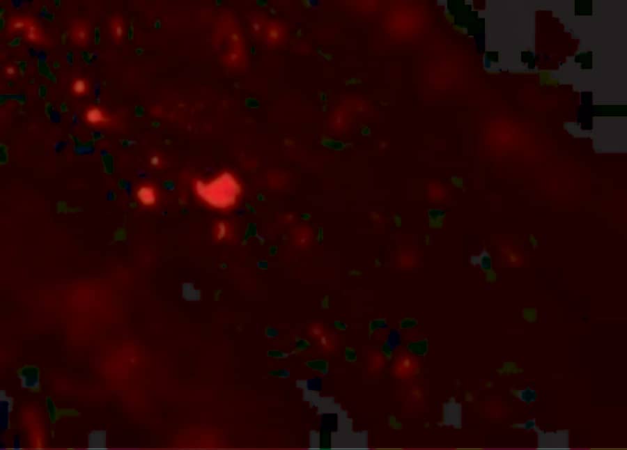 Immunocytochemistry/ Immunofluorescence: TFF3 Antibody - BSA Free [NBP1-76514] - Immunofluorescence of TFF3 in Human Small Intestine tissue with TFF3 antibody at 20 ug/mL.