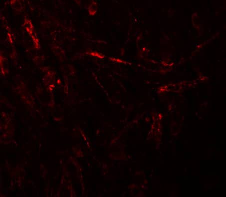 Immunocytochemistry/ Immunofluorescence ZBTB4 Antibody - BSA Free