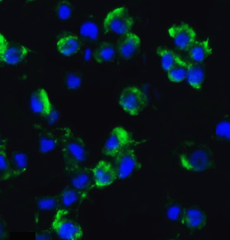 Immunocytochemistry/ Immunofluorescence Axin-2 Antibody - BSA Free