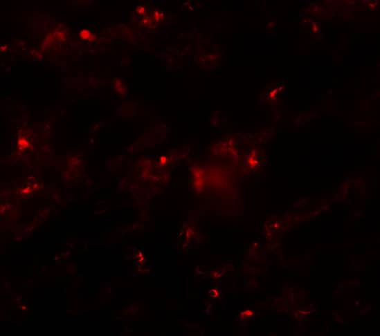 Immunohistochemistry: Axin-2 Antibody - BSA Free [NBP1-76526] - Immunofluorescence of Axin-2 in Rat Lung cells with Axin-2 antibody at 20 ug/mL.