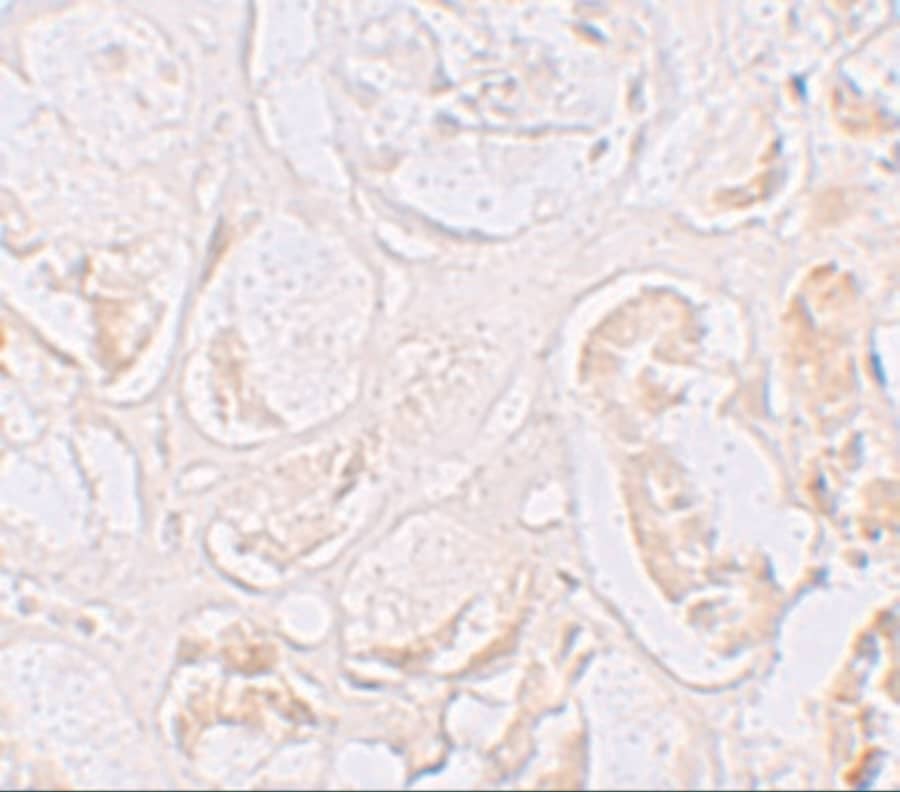 Immunohistochemistry: CD2F-10/SLAMF9 Antibody - BSA Free [NBP1-76534] - Immunohistochemistry of CD2F-10/SLAMF9 in human kidney tissue with CD2F-10/SLAMF9 antibody at 2.5 ug/mL.