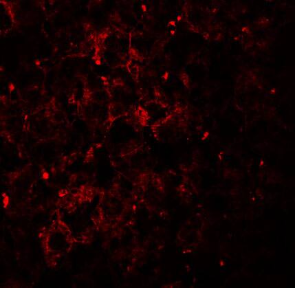 Immunocytochemistry/ Immunofluorescence: VPS39 Antibody - BSA Free [NBP1-76535] - Immunofluorescence of VPS39 in mouse liver tissue with VPS39 antibody at 20 u/mL.