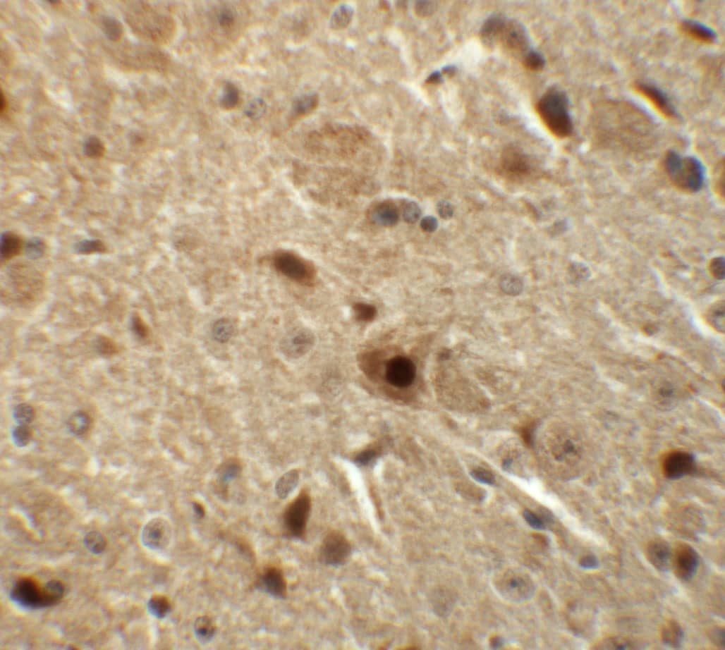 Immunohistochemistry: NKX3-2 Antibody - BSA Free [NBP1-76541] - Immunohistochemistry of NKX3-2 in mouse brain tissue with NKX3-2 antibody at 5 ug/mL.