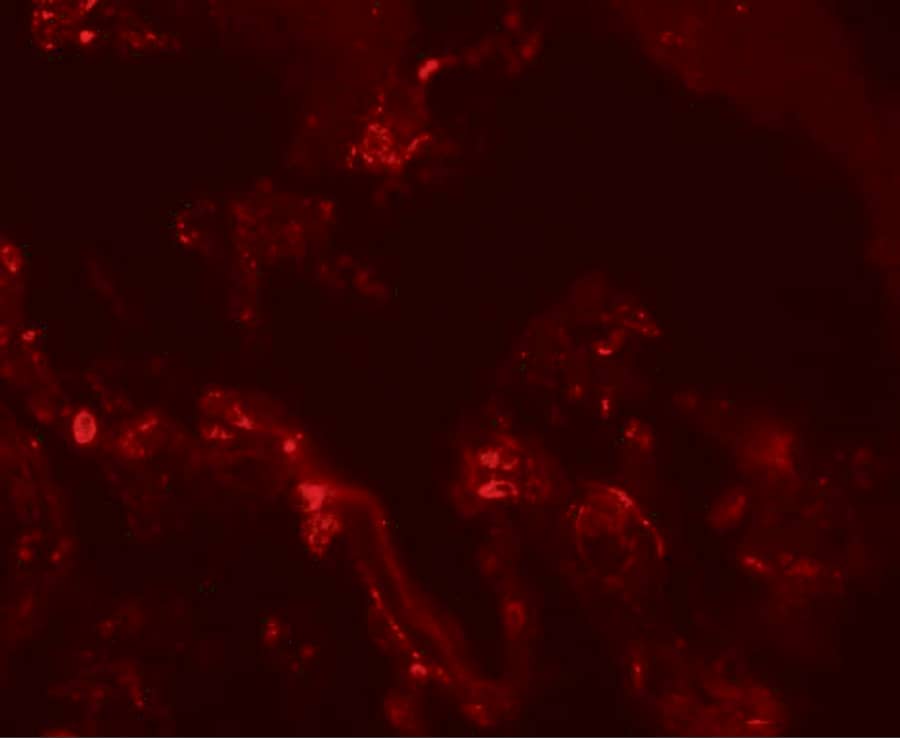 Immunocytochemistry/ Immunofluorescence: TM4SF1/L6 Antibody - BSA Free [NBP1-76549] - Immunofluorescence of TM4SF1/L6 in human lung tissue with TM4SF1/L6 antibody at 20 ug/mL.