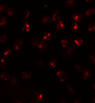 Immunocytochemistry/ Immunofluorescence ATP2C2 Antibody - BSA Free