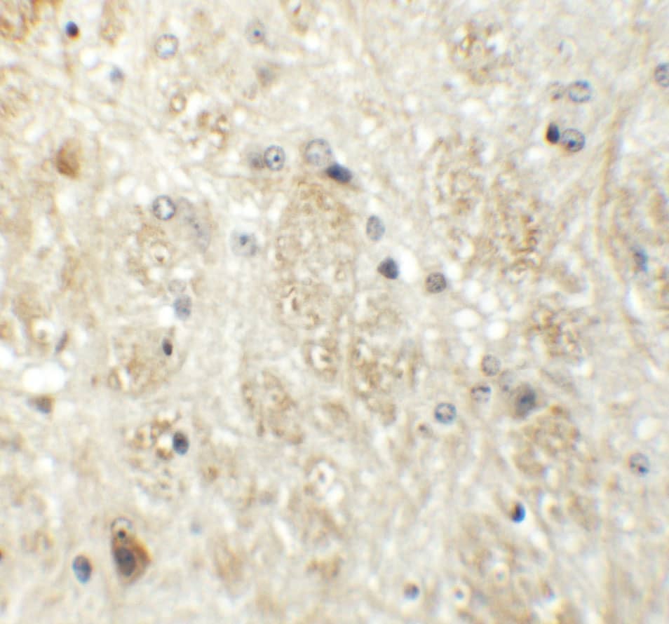 Immunohistochemistry PRR5 Antibody - BSA Free