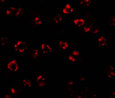 Immunocytochemistry/ Immunofluorescence: Serine Palmitoyltransferase 2 Antibody - BSA Free [NBP1-76573] - Validation of Serine Palmitoyltransferase 2 in Mouse 3T3 Cells. Immunofluorescent analysis of 4% paraformaldehyde-fixed 3T3 Cells labeling Serine Palmitoyltransferase 2 with  at 20 ug/mL, followed by goat anti-rabbit IgG secondary antibody at 1/500 dilution (red).  