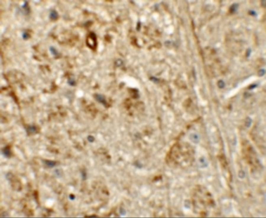 Immunohistochemistry ORMDL1 Antibody - BSA Free