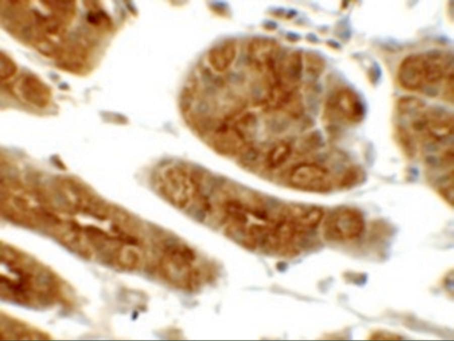 Immunohistochemistry: SGK1 Antibody - BSA Free [NBP1-76578] - Immunohistochemistry of SGK1 in human stomach tissue with SGK1 antibody at 5 u/mL.