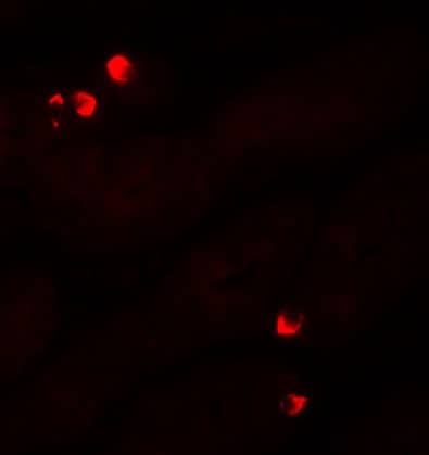 Immunocytochemistry/ Immunofluorescence: SGK1 Antibody - BSA Free [NBP1-76578] - Immunofluorescence of SGK1 in human stomach tissue with SGK1 antibody at 20 u/mL.