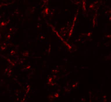 Immunocytochemistry/ Immunofluorescence Vasohibin Antibody - BSA Free