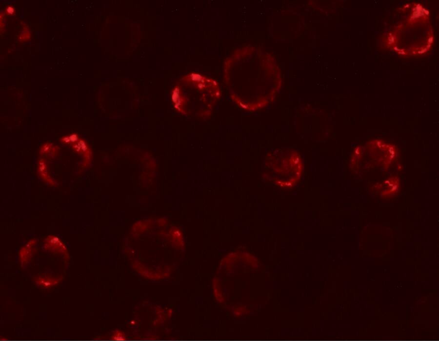 Immunocytochemistry/ Immunofluorescence: KAL1 Antibody - BSA Free [NBP1-76580] - Immunofluorescence of KAL1 in MCF7 cells with KAL1 antibody at 20 u/mL.