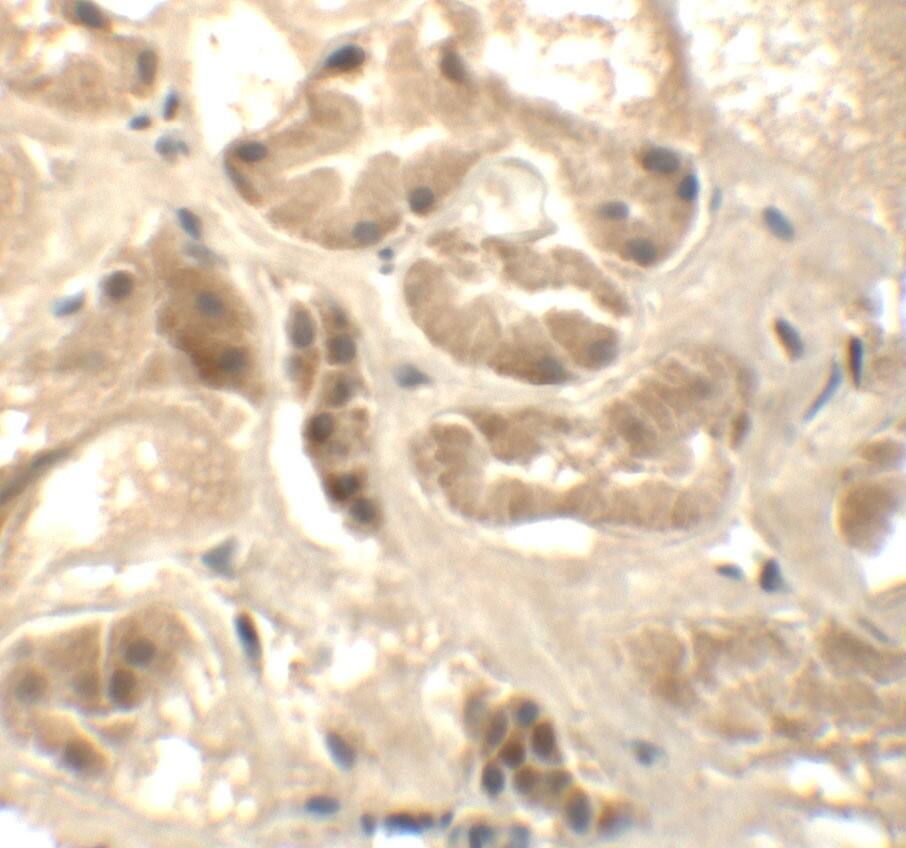 Immunohistochemistry: ATAD3B Antibody - BSA Free [NBP1-76587] - Immunohistochemistry of ATAD3B in human kidney tissue with ATAD3B antibody at 5 ug/mL.