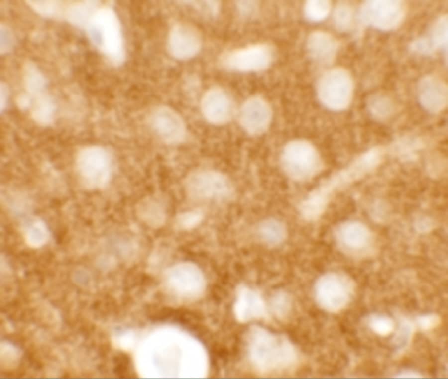 Immunohistochemistry TMEM88 Antibody - BSA Free