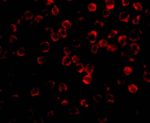 Immunocytochemistry/ Immunofluorescence: TAB1 Antibody - BSA Free [NBP1-76595] - Immunofluorescence of TAB1 in 3T3 cells with TAB1 antibody at 2 ug/mL.