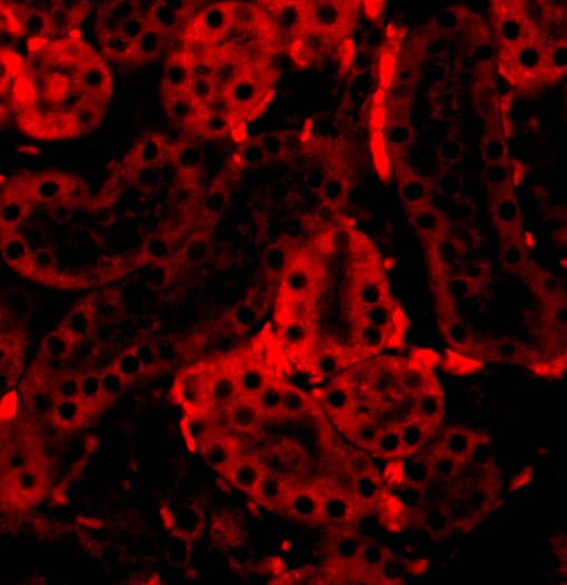 Immunocytochemistry/ Immunofluorescence: IRF3 Antibody - BSA Free [NBP1-76597] - Immunofluorescence of IRF3 in Mouse Kidney cells with IRF3 antibody at 20 u/mL.