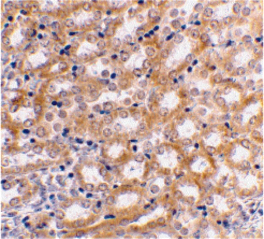 Immunohistochemistry: IRF3 Antibody - BSA Free [NBP1-76597] - Immunohistochemical staining of mouse kidney using IRF3 antibody at 2 u/mL.