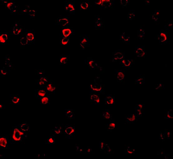 Immunocytochemistry/ Immunofluorescence: IRF3 Antibody - BSA Free [NBP1-76598] - Immunofluorescence of IRF3 in Ramos cells with IRF3 antibody at 2 u/mL.