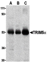 Western Blot TRIM5 alpha Antibody - BSA Free