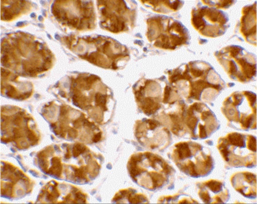 Immunohistochemistry: TRIM5 alpha Antibody - BSA Free [NBP1-76601] - Immunohistochemical staining of human stomach using TRIM5 alpha antibody at 2 u/mL.