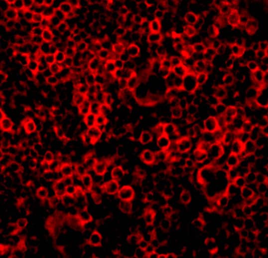 Immunocytochemistry/ Immunofluorescence: Caspase-4 Antibody - BSA Free [NBP1-76602] - Immunofluorescence of Caspase-4 in Mouse Spleen 100 cells with Caspase-4 antibody at u/mL.