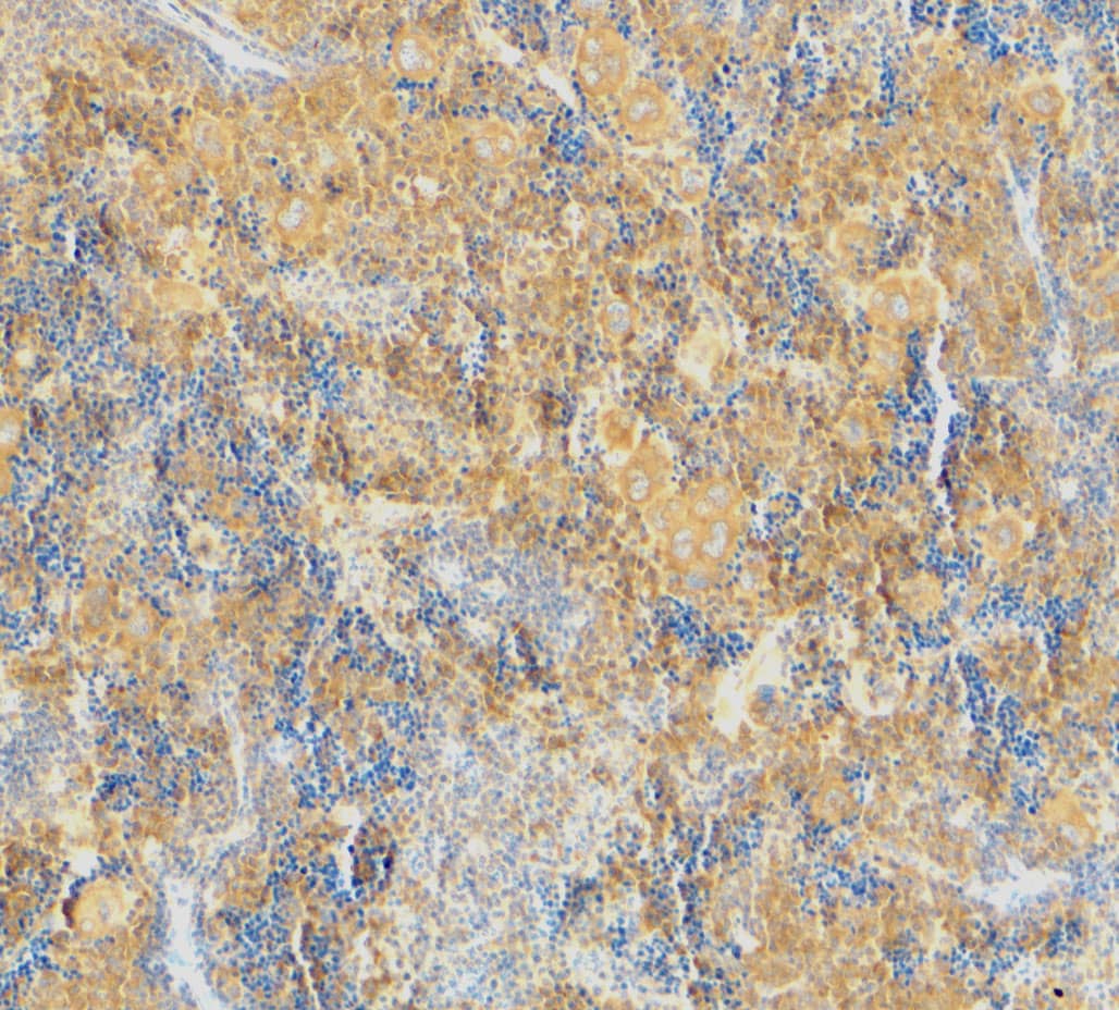 Immunohistochemistry: Caspase-4 Antibody - BSA Free [NBP1-76602] - Immunohistochemical staining of mouse spleen using caspase-4 antibody at 2 u/mL.