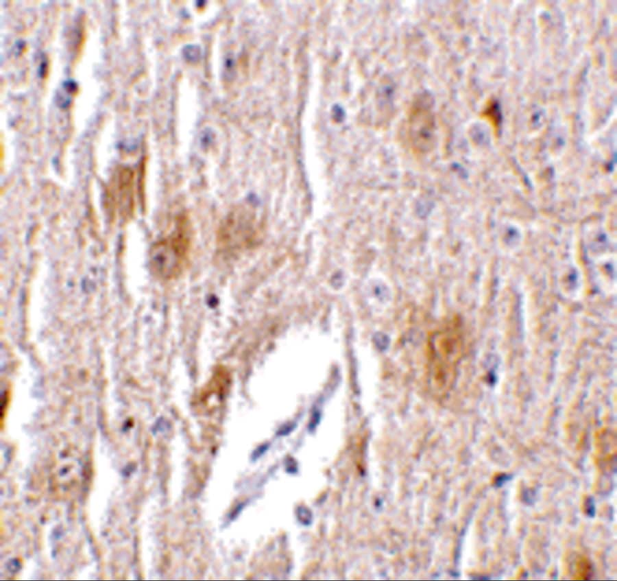 Immunohistochemistry: TRIM5 delta Antibody - BSA Free [NBP1-76603] - Immunohistochemistry of TRIM5 delta in mouse brain tissue with TRIM5 delta antibody at 1 u/mL.