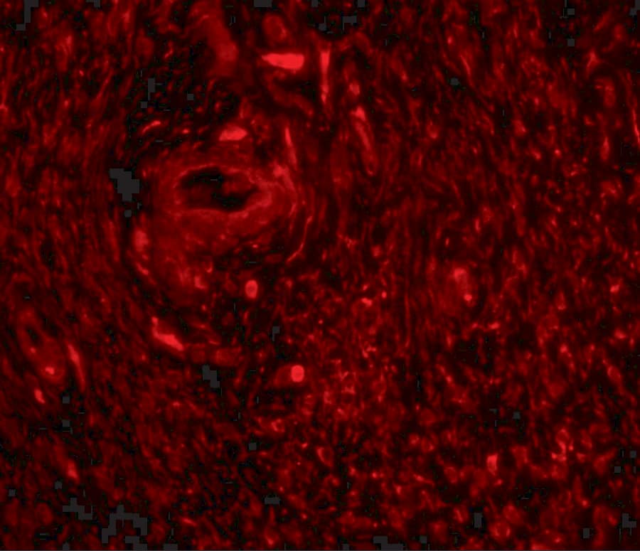 Immunocytochemistry/ Immunofluorescence: TRIM5 gamma Antibody - BSA Free [NBP1-76604] - Immunofluorescence of TRIM5 gamma in human bladder tissue with TRIM5 gamma antibody at 20 u/mL.