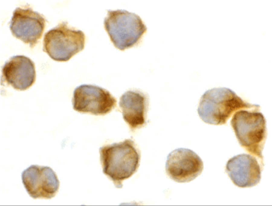 Immunocytochemistry/ Immunofluorescence: Caspase-8 Antibody - BSA Free [NBP1-76610] - Immunocytochemistry of caspase-8 in Jurkat cells with caspase-8 antibody at 2 u/mL.