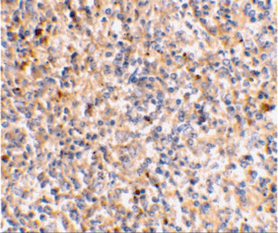 Immunohistochemistry: XAF1 Antibody - BSA Free [NBP1-76615] - Immunohistochemical staining of human spleen tissue using XAF1 antibody at 2 u/mL.