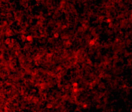 Immunocytochemistry/ Immunofluorescence: XAF1 Antibody - BSA Free [NBP1-76615] - Immunofluorescence of XAF1 in Human Spleen tissue with XAF1 antibody at 10 ug/mL.