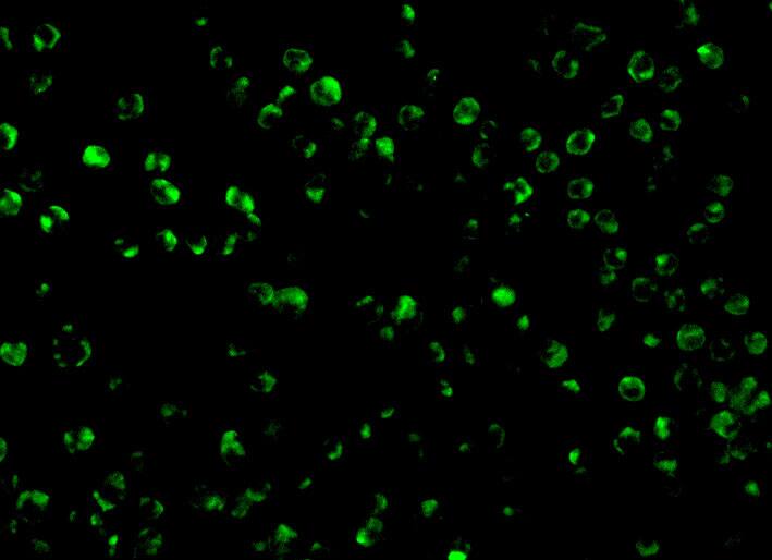 Immunocytochemistry/ Immunofluorescence: TSC1 Antibody - BSA Free [NBP1-76618] - Immunofluorescence of TSC1 in L1210 cells with TSC1 antibody at 10 ug/mL.