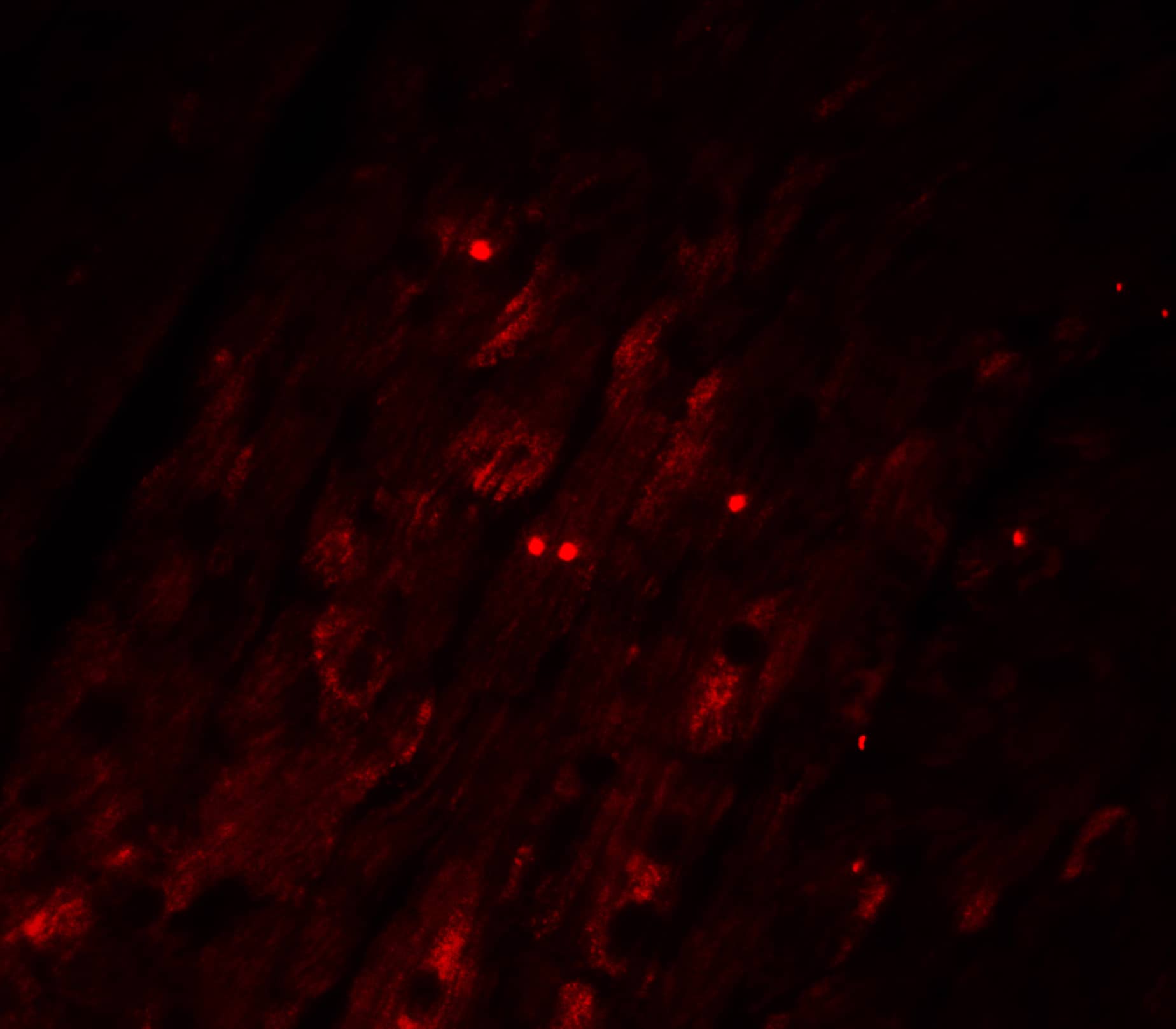 Immunocytochemistry/ Immunofluorescence: Caspase-12 Antibody - BSA Free [NBP1-76624] - Immunofluorescence of Caspase-12 in rat heart tissue with Caspase-12 antibody at 20 ug/ml.