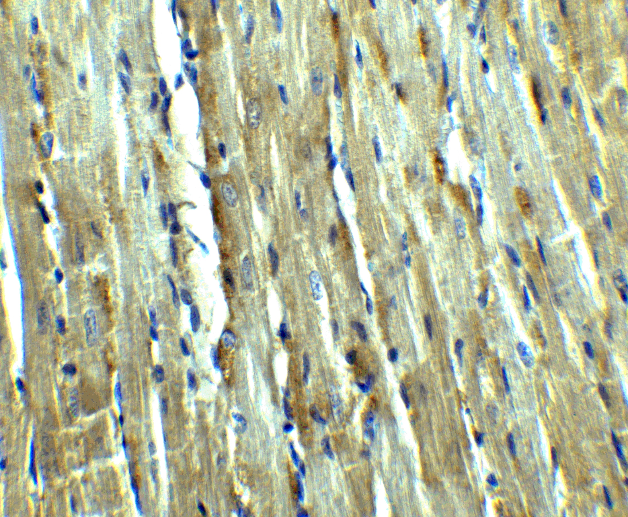 Immunohistochemistry: Caspase-12 Antibody - BSA Free [NBP1-76624] - Immunohistochemistry of Caspase-12 in rat heart tissue with Caspase-12 antibody at 2.5 ug/ml.