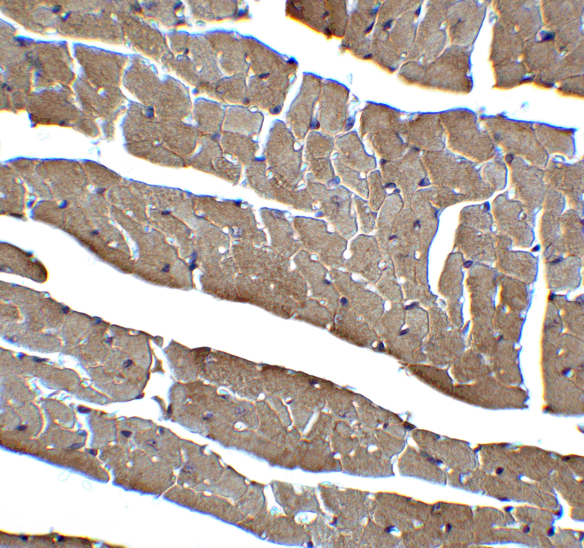 Immunohistochemistry: Caspase-12 Antibody - BSA Free [NBP1-76624] - Immunohistochemistry of Caspase-12 in mouse heart tissue with Caspase-12 antibody at 2 ug/ml.