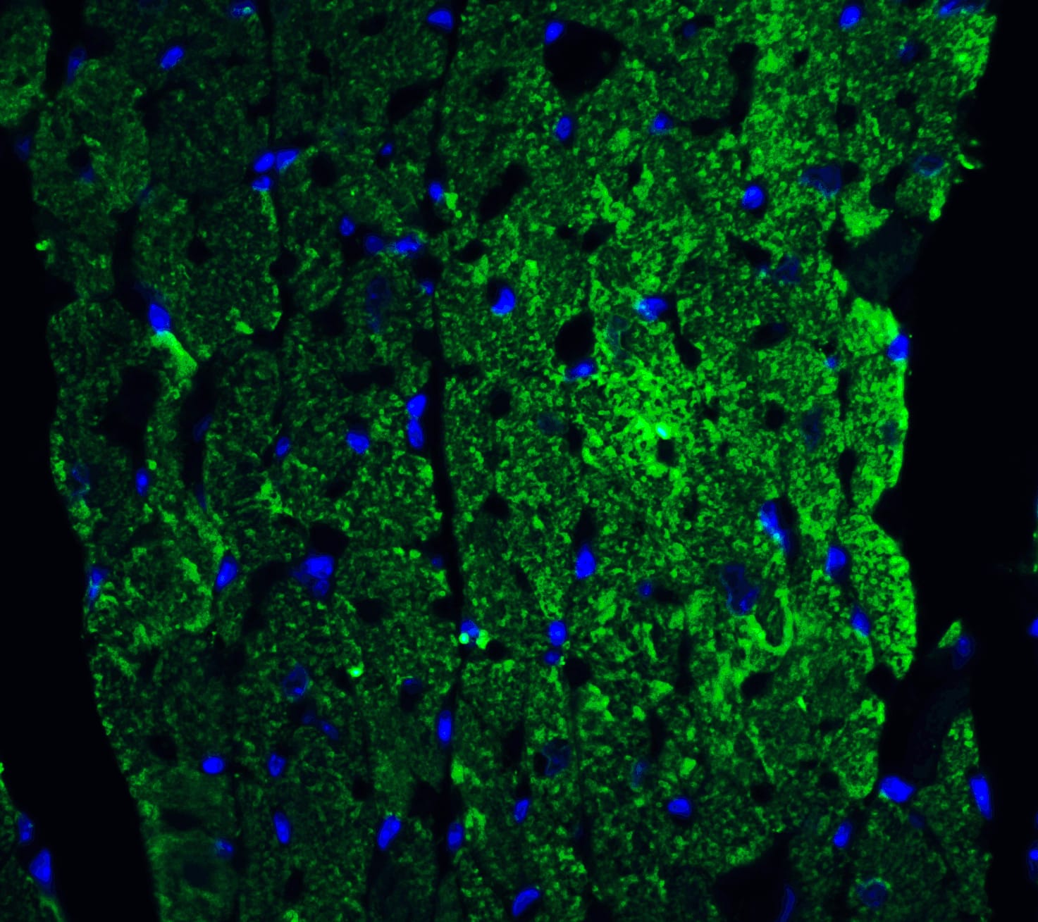 Immunocytochemistry/ Immunofluorescence: Caspase-12 Antibody - BSA Free [NBP1-76624] - Immunofluorescence of Caspase-12 in mouse heart tissue with Caspase-12 antibody at 20 ug/ml.Green: Caspase-12 Antibody (Large)   Blue: DAPI staining