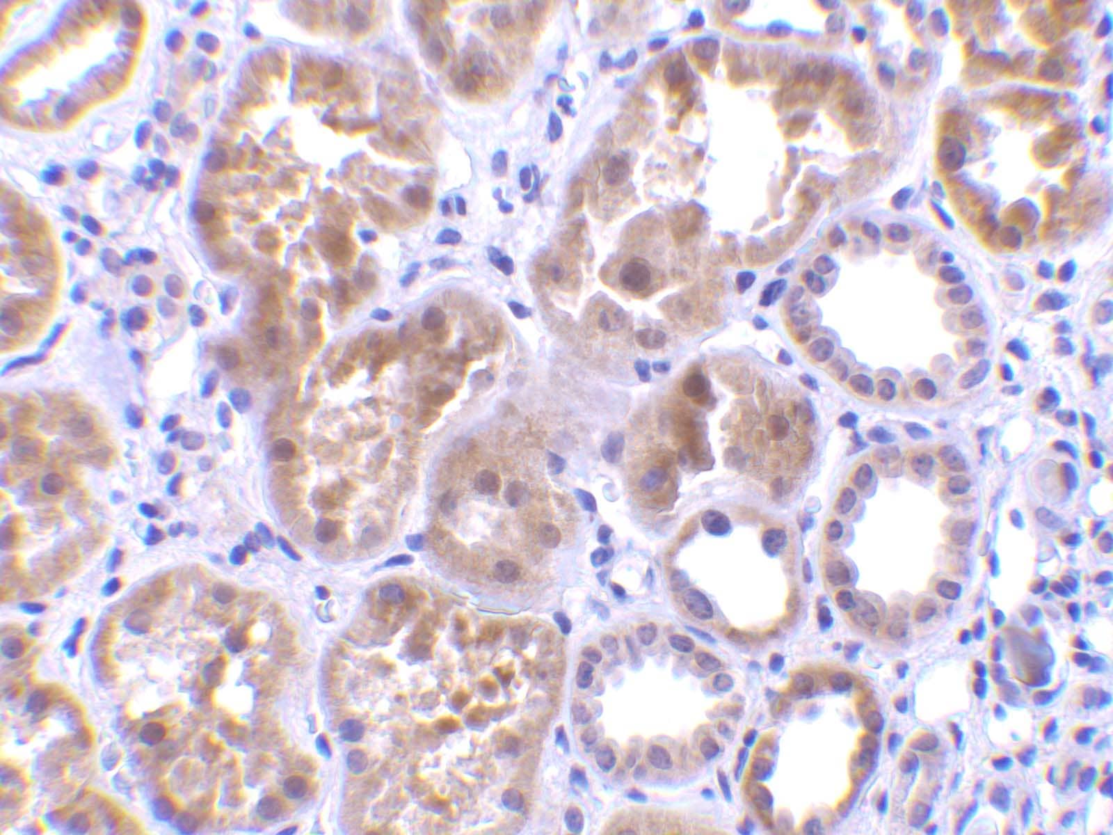 Immunohistochemistry C1qTNF1/CTRP1 Antibody - BSA Free