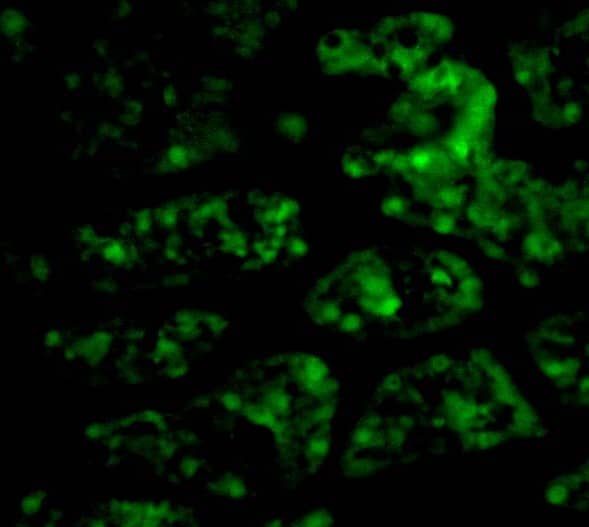 Immunocytochemistry/ Immunofluorescence: C1qTNF1/CTRP1 Antibody - BSA Free [NBP1-76626] - Immunofluorescence of C1qTNF1/CTRP1 in Human Kidney cells with C1qTNF1/CTRP1 antibody at 20 ug/mL.