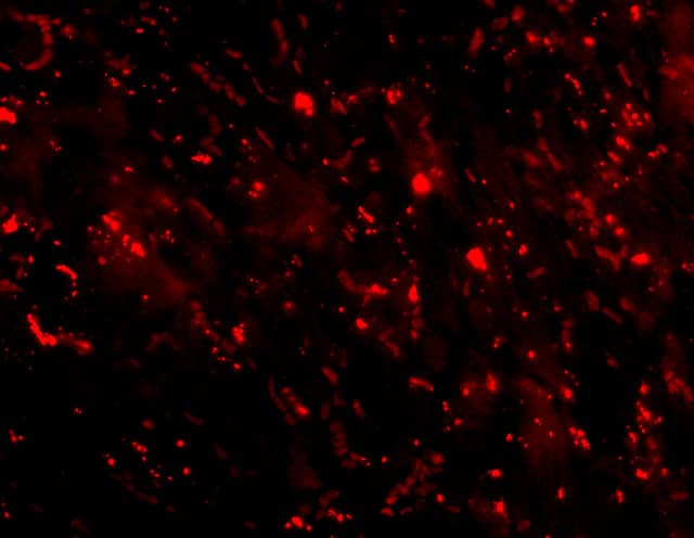 Immunocytochemistry/ Immunofluorescence: C1qTNF3/CORS26/CTRP3 Antibody - BSA Free [NBP1-76628] - Validation of C1qTNF3/CORS26/CTRP3 in Mouse Heart Tissue. Immunofluorescent analysis of 4% paraformaldehyde-fixed mouse heart tissue labeling C1qTNF3/CORS26/CTRP3 with  at 10 ug/mL, followed by goat anti-rabbit IgG secondary antibody at 1/500 dilution (red).  