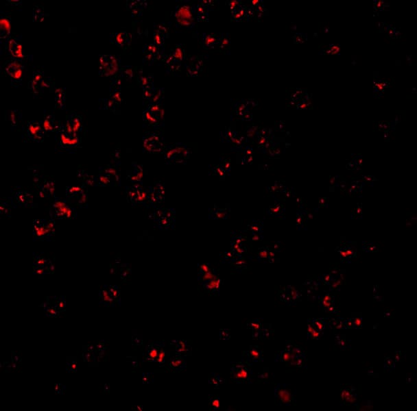 Immunocytochemistry/ Immunofluorescence: CTRP7 Antibody - BSA Free [NBP1-76634] - Immunofluorescence of CTRP7 in HL60 with CTRP7 antibody at 2 u/mL.