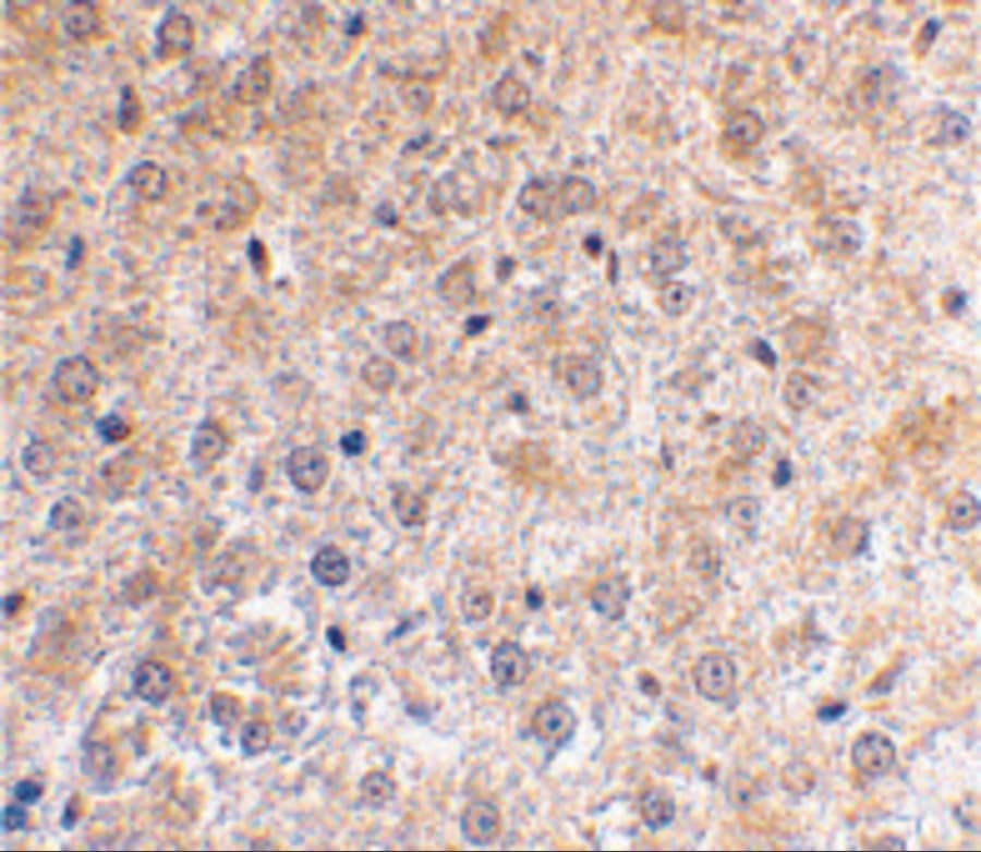 Immunohistochemistry: p53 DINP1 Antibody - BSA Free [NBP1-76638] - Immunohistochemical staining of mouse liver using p53 DINP1 antibody at 2 ug/mL.