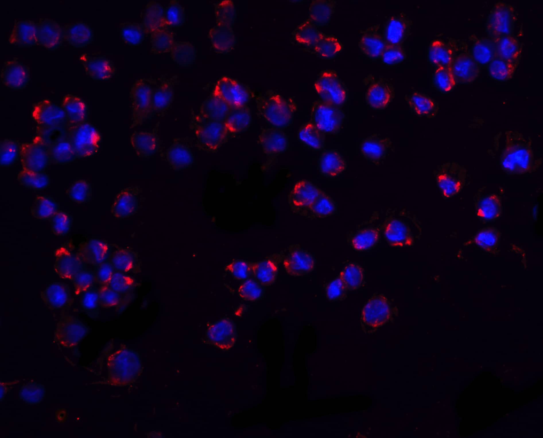 Immunocytochemistry/ Immunofluorescence PUMA Antibody - BSA Free