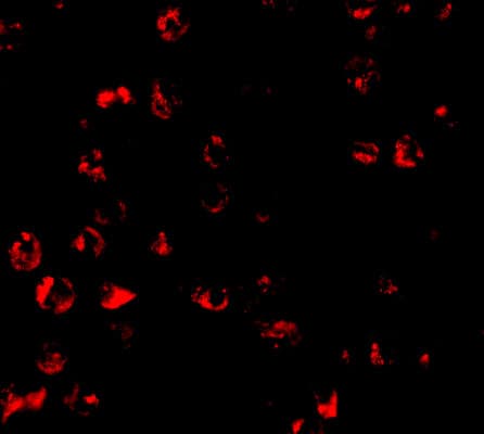 Immunocytochemistry/ Immunofluorescence: PUMA Antibody - BSA Free [NBP1-76639] -  Validation of PUMA in K562. Immunofluorescent analysis of 4% paraformaldehyde-fixed K562 cells labeling PUMA with  at 10 ug/mL, followed by goat anti-rabbit IgG secondary antibody at 1/500 dilution (red). Image showing cytosol staining on K562 cells