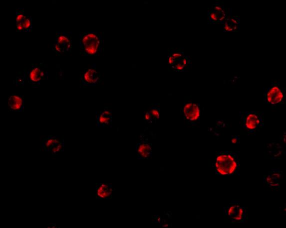 Immunocytochemistry/ Immunofluorescence: GRG (Groucho homolog) Antibody - BSA Free [NBP1-76645] - Immunofluorescence of GRG (Groucho homolog) in Hela cells with GRG (Groucho homolog) antibody at 20 ug/mL.