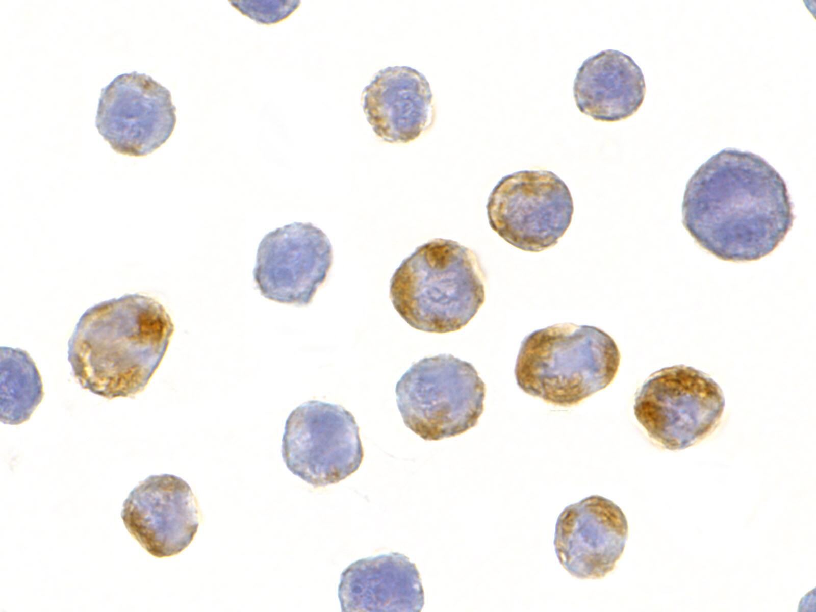 Immunocytochemistry/ Immunofluorescence: GRG (Groucho homolog) Antibody - BSA Free [NBP1-76645] - Immunocytochemistry of GRG (Groucho homolog) in HeLa cells with GRG (Groucho homolog) antibody at 10 ug/mL.