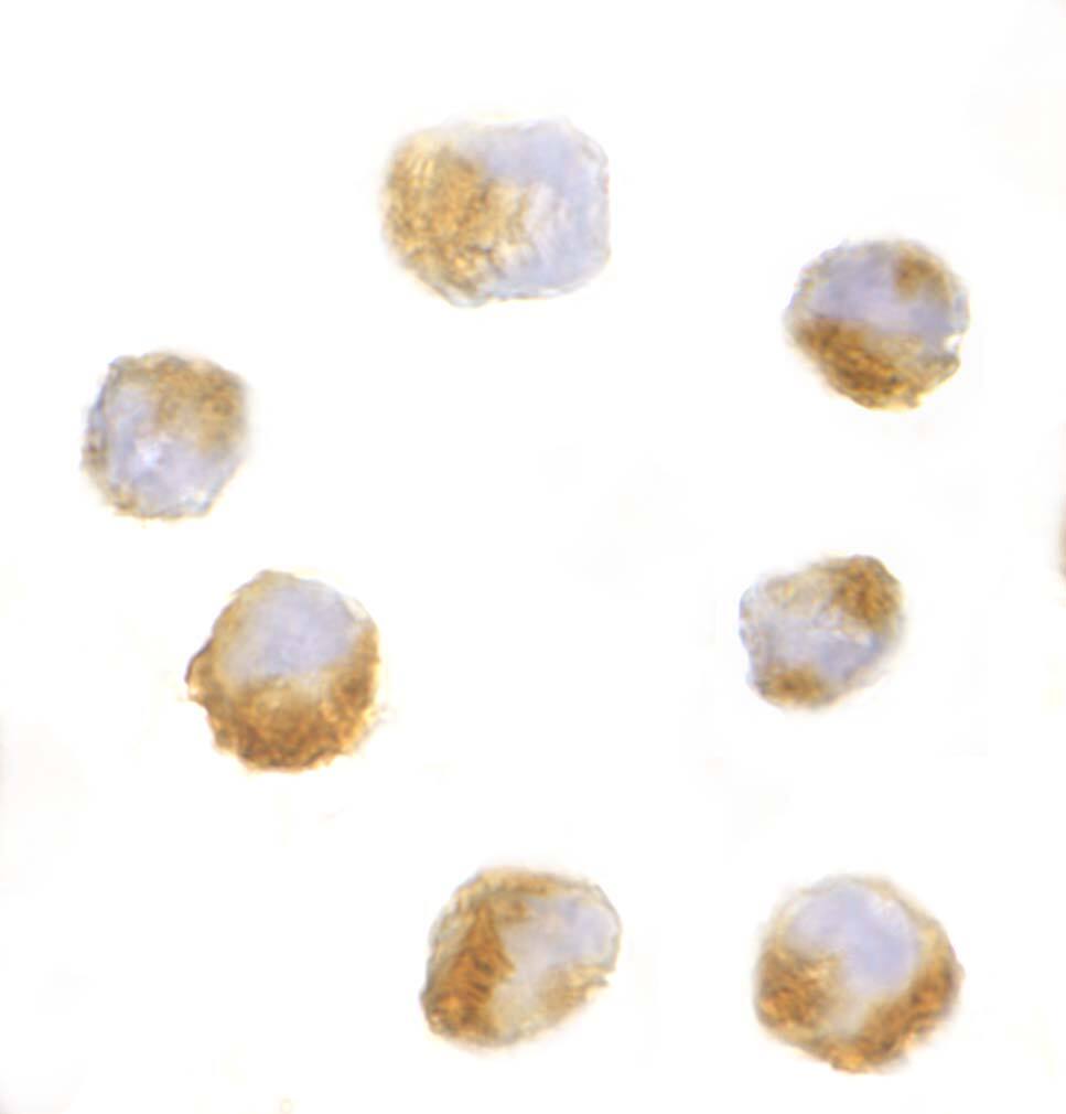 Immunocytochemistry/ Immunofluorescence: GRG (Groucho homolog) Antibody - BSA Free [NBP1-76646] - Immunocytochemistry of GRG (Groucho homolog) in 293 cells with GRG (Groucho homolog) antibody at 10 ug/mL. 