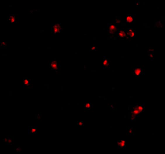 Immunocytochemistry/ Immunofluorescence: ATG7 Antibody - BSA Free [NBP1-76650] - Immunofluorescence of ATG7 in L1210 cells with ATG7 antibody at 10 ug/mL.