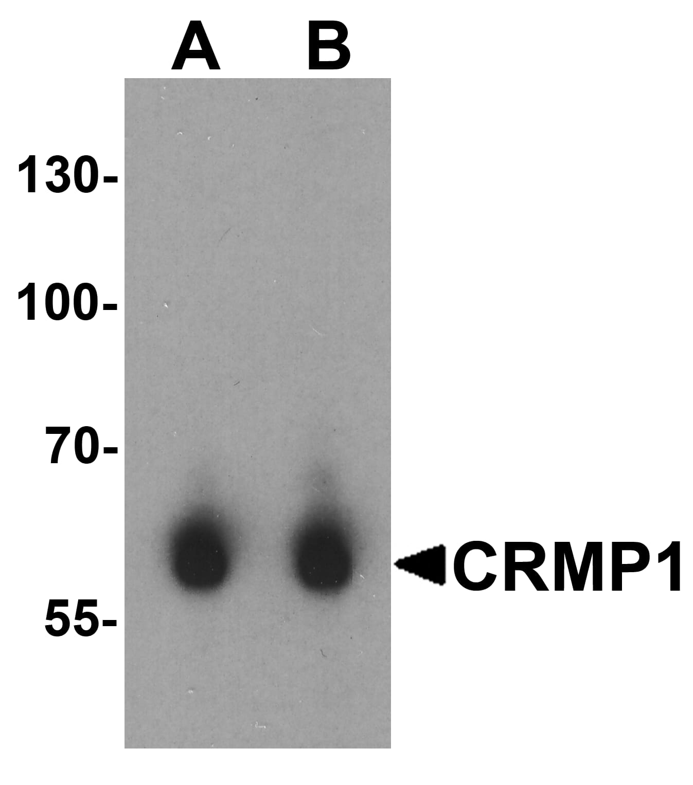 Western Blot CRMP1 Antibody - BSA Free