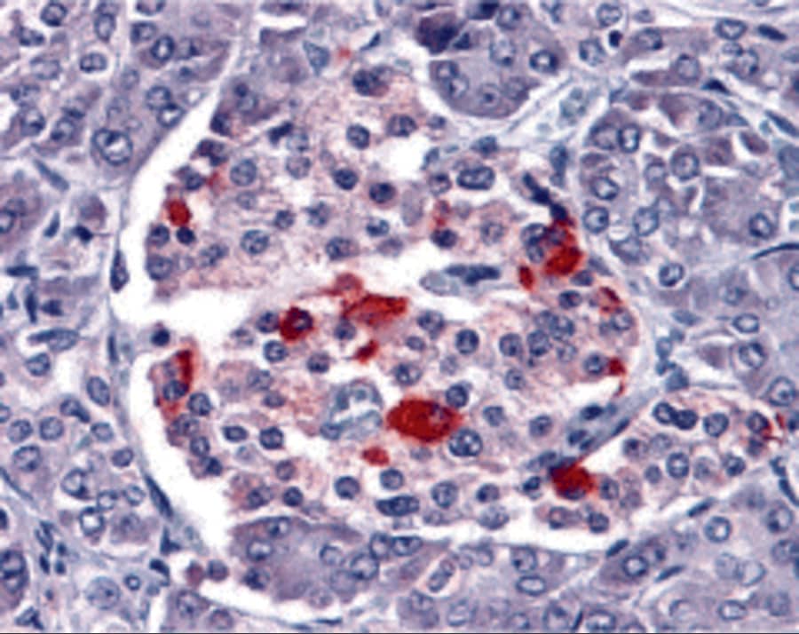 Immunohistochemistry: Endo G Antibody - BSA Free [NBP1-76657] - Validation of Endo G in Human Pancreas Tissue. Immunohistochemical analysis of paraffin-embedded human pancreas tissue using anti-Endo G antibody  at 15 ug/ml. Tissue was fixed with formaldehyde and blocked with 10% serum for 1 h at RT; antigen retrieval was by heat mediation with a citrate buffer (pH6). Samples were incubated with primary antibody overnight at 4;C. A goat anti-rabbit IgG H&L (HRP) at 1/250 was used as secondary. Counter stained with Hematoxylin.