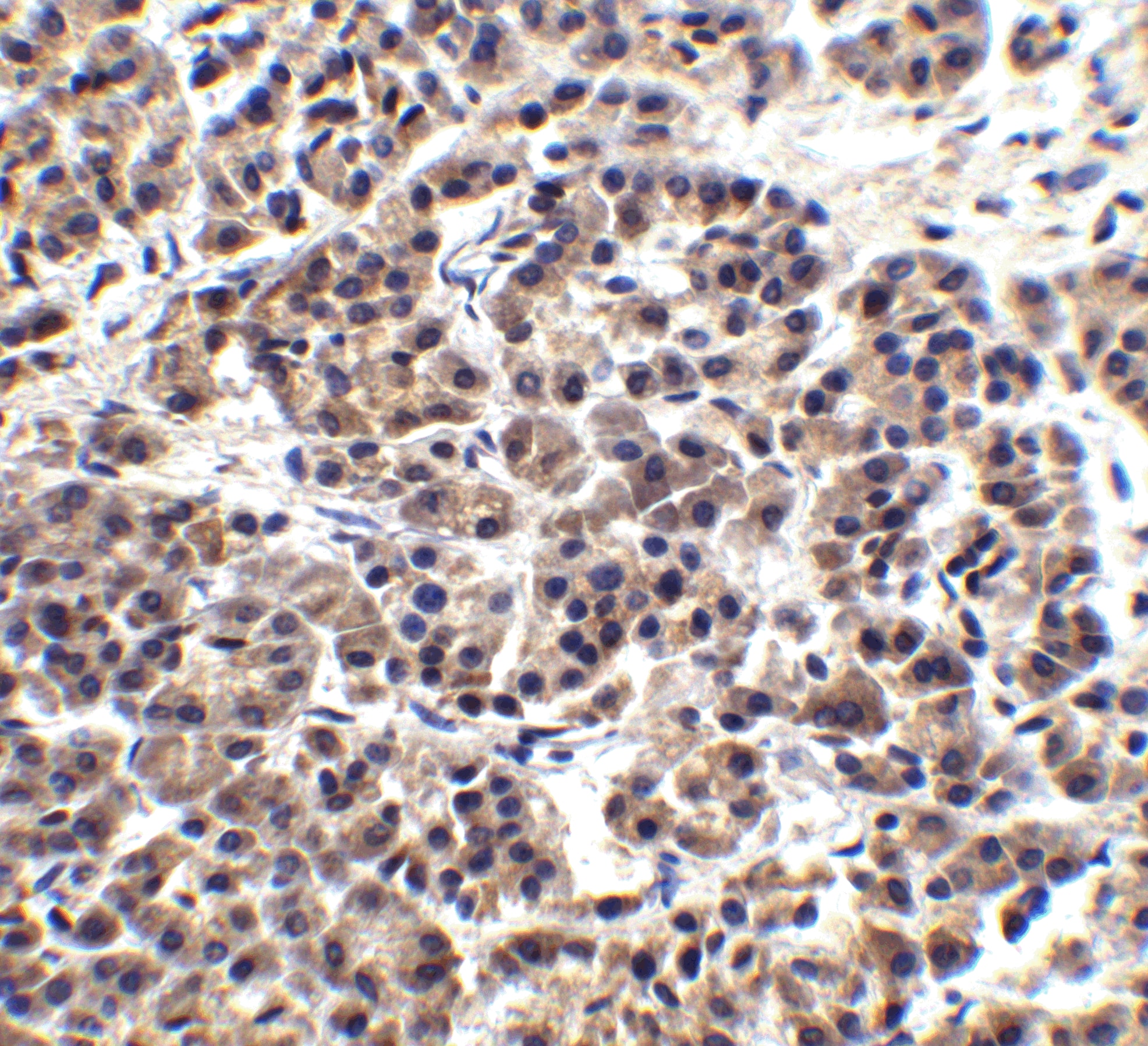 Immunohistochemistry: Endo G Antibody - BSA Free [NBP1-76657] - Validation of Endo G in Human Pancreas Tissue. Immunohistochemical analysis of paraffin-embedded human pancreas tissue using anti-Endo G antibody  at 2.5 ug/ml. Tissue was fixed with formaldehyde and blocked with 10% serum for 1 h at RT; antigen retrieval was by heat mediation with a citrate buffer (pH6). Samples were incubated with primary antibody overnight at 4C. A goat anti-rabbit IgG H&L (HRP) at 1/250 was used as secondary. Counter stained with Hematoxylin.